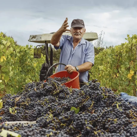 San Gregorio - Winery Project .